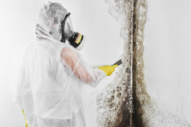 Best Water Damage Restoration  in Culloden, WV