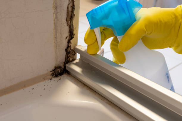 Best Best Mold Removal Companies  in Culloden, WV