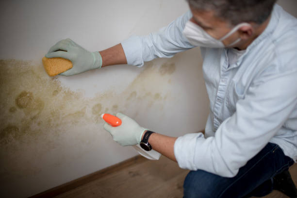 Best Mold Removal Specialists  in Culloden, WV