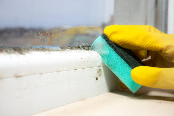 Best Office Mold Removal Services  in Culloden, WV