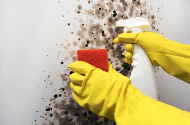 Office Mold Removal Services in Culloden, WV