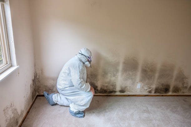 Best Emergency Mold Removal  in Culloden, WV