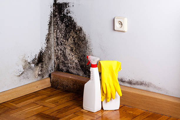 Best Commercial Mold Removal  in Culloden, WV