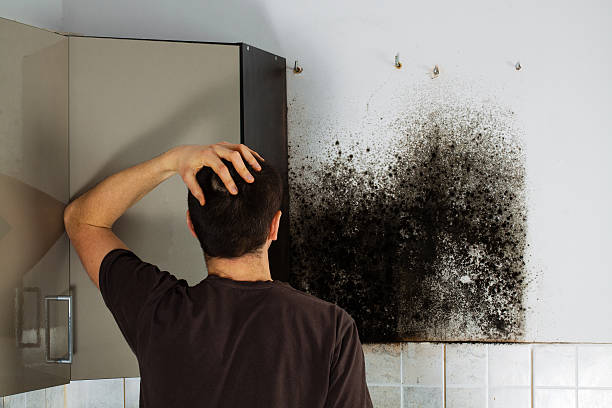 Best Mold Removal Company Near Me  in Culloden, WV
